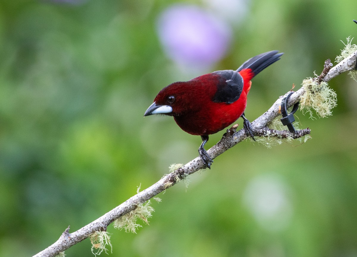 Crimson-backed Tanager - ML616823061