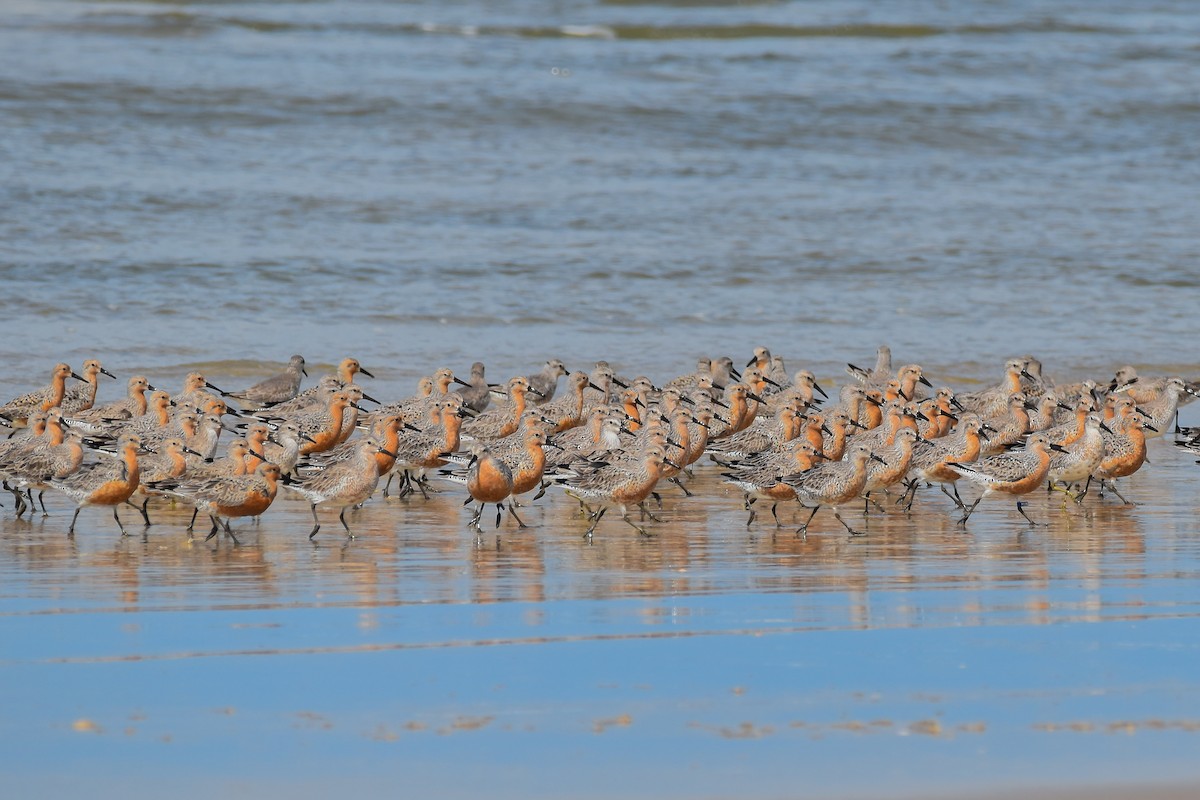 Red Knot - ML616823063