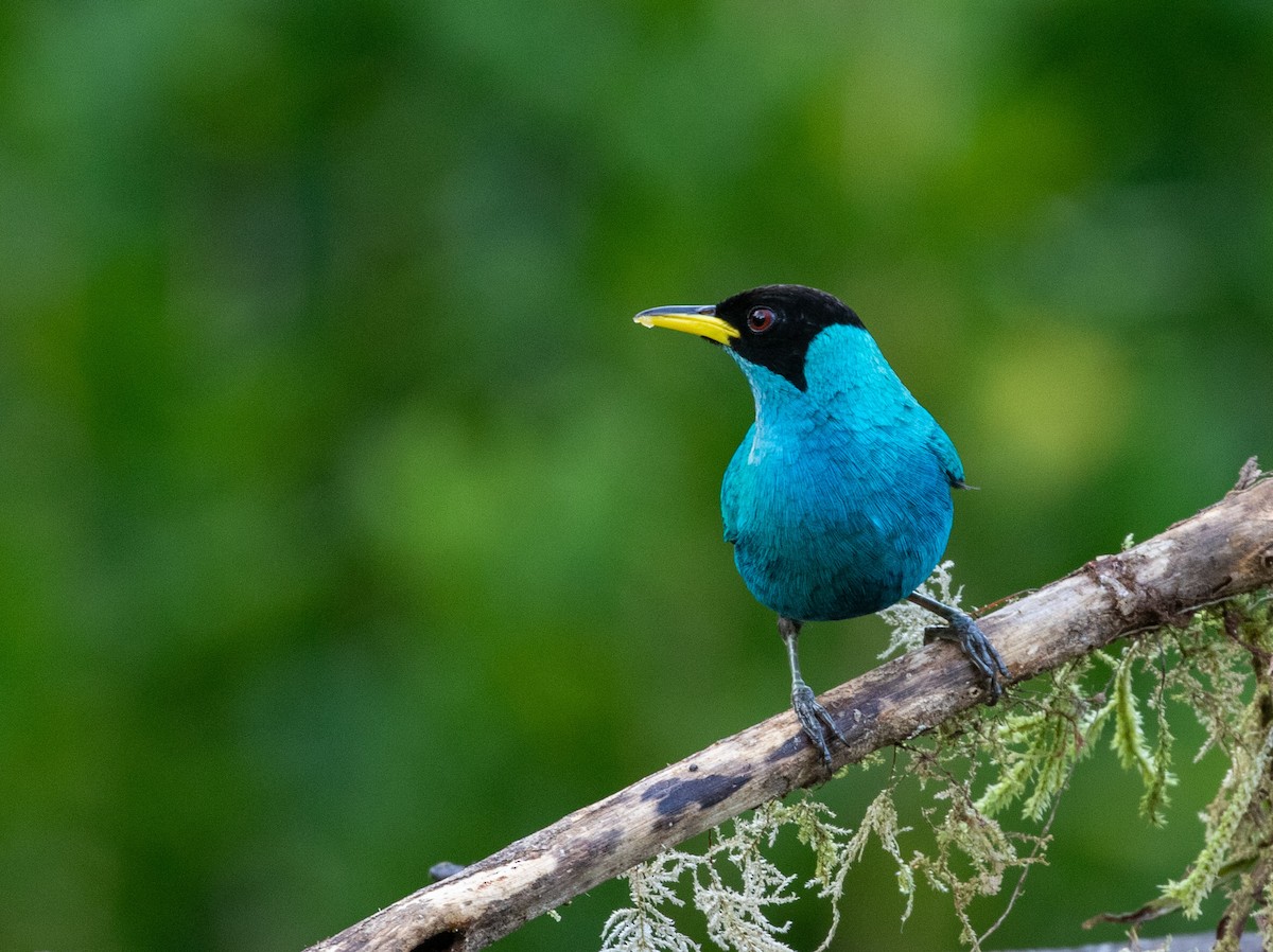 Green Honeycreeper - ML616823074