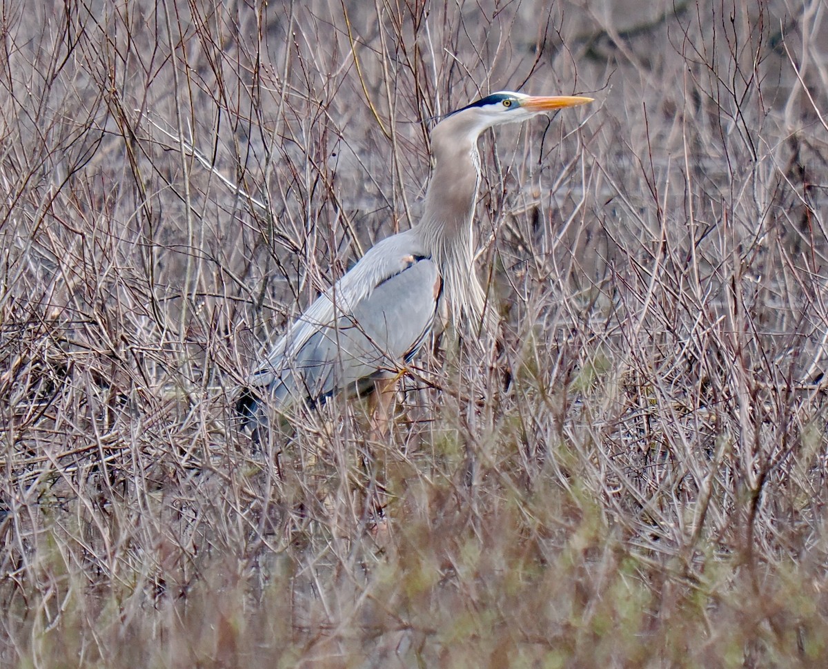 Garza Azulada - ML616823099