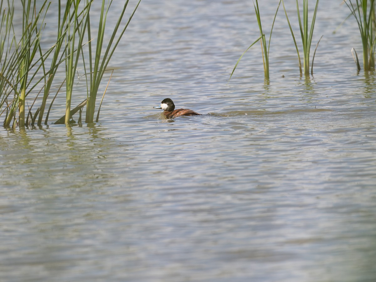 Ruddy Duck - ML616823200