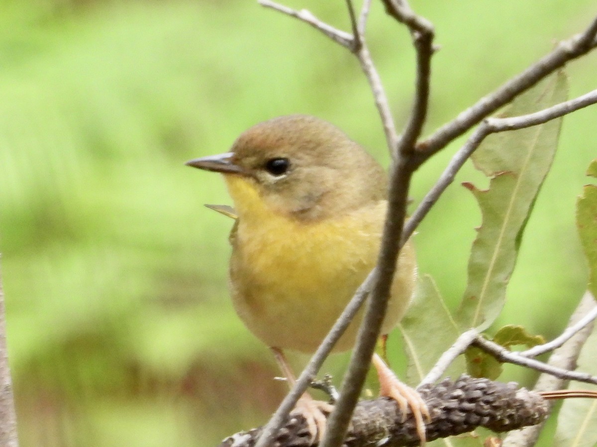 Common Yellowthroat - ML616823225