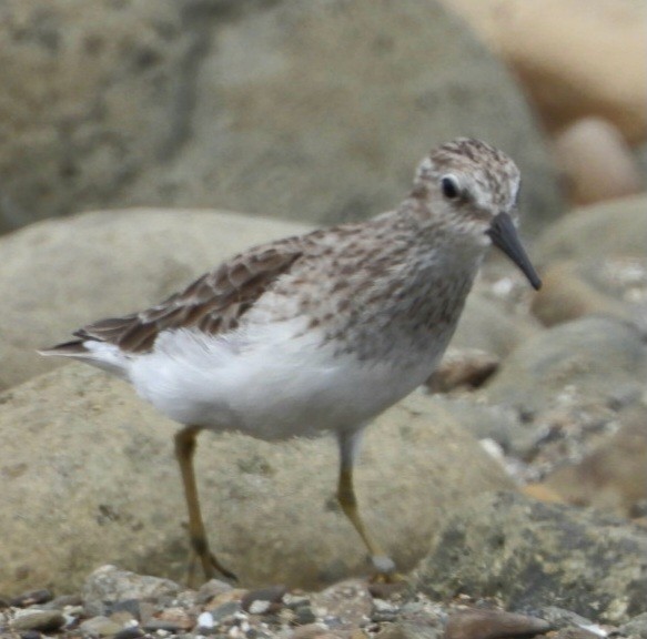 Least Sandpiper - ML616823247