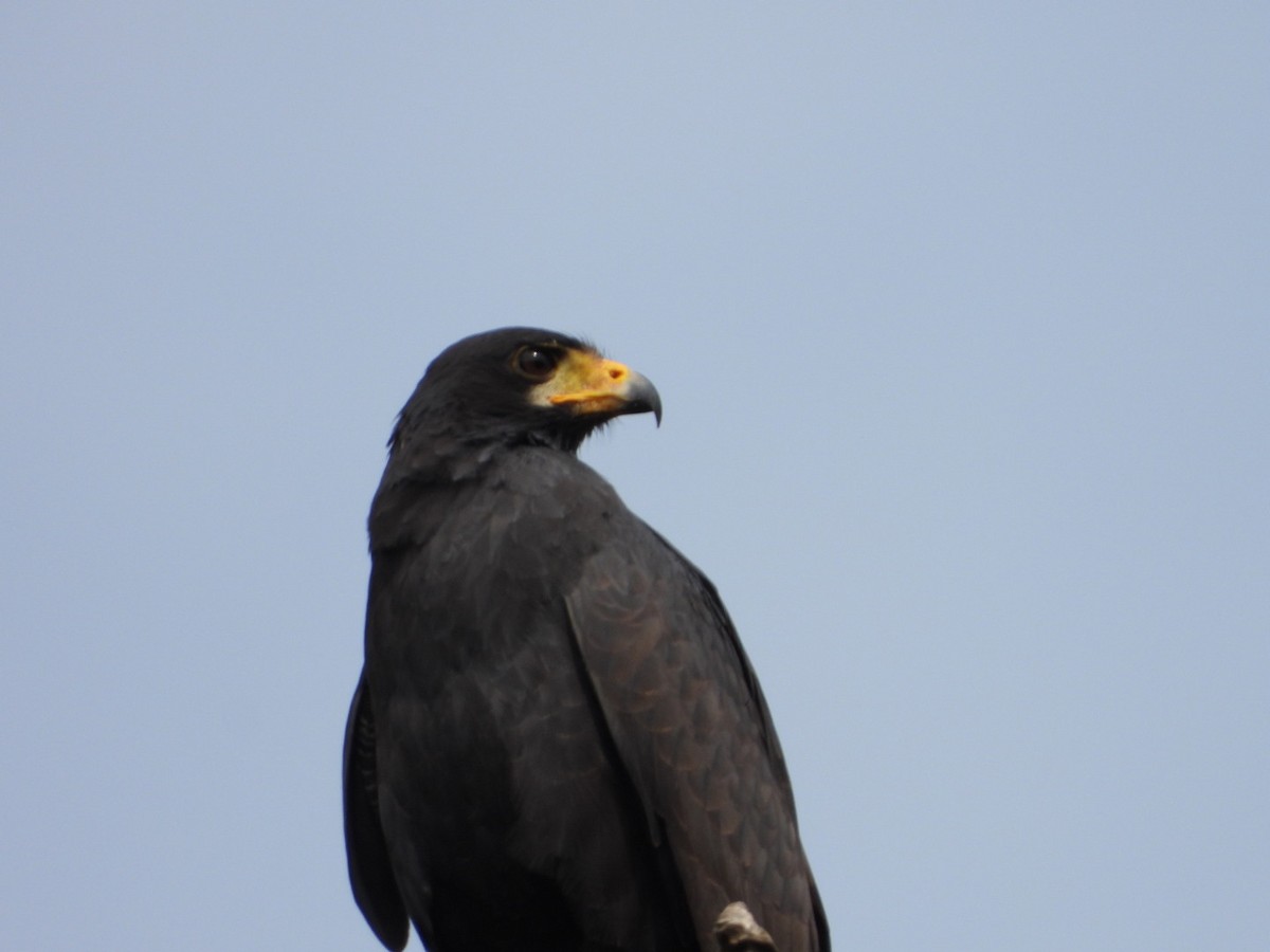 Common Black Hawk - juan carlos dieguez