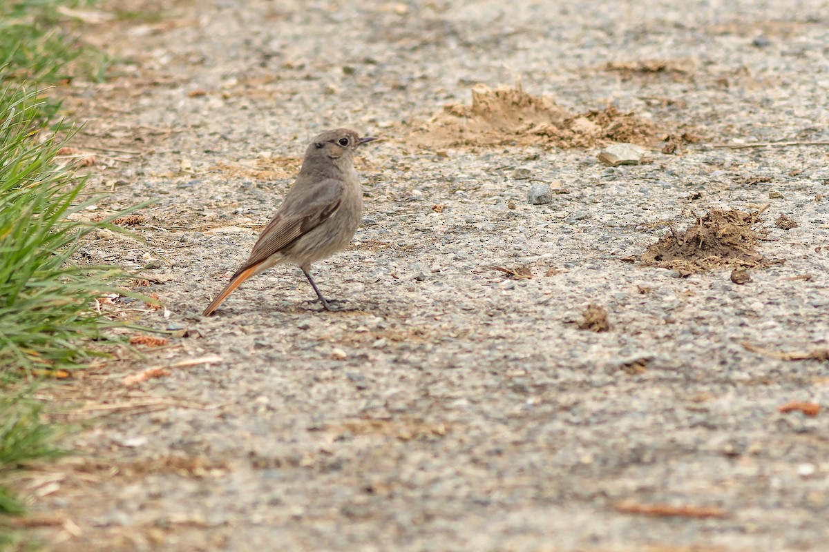 Black Redstart - ML616823326