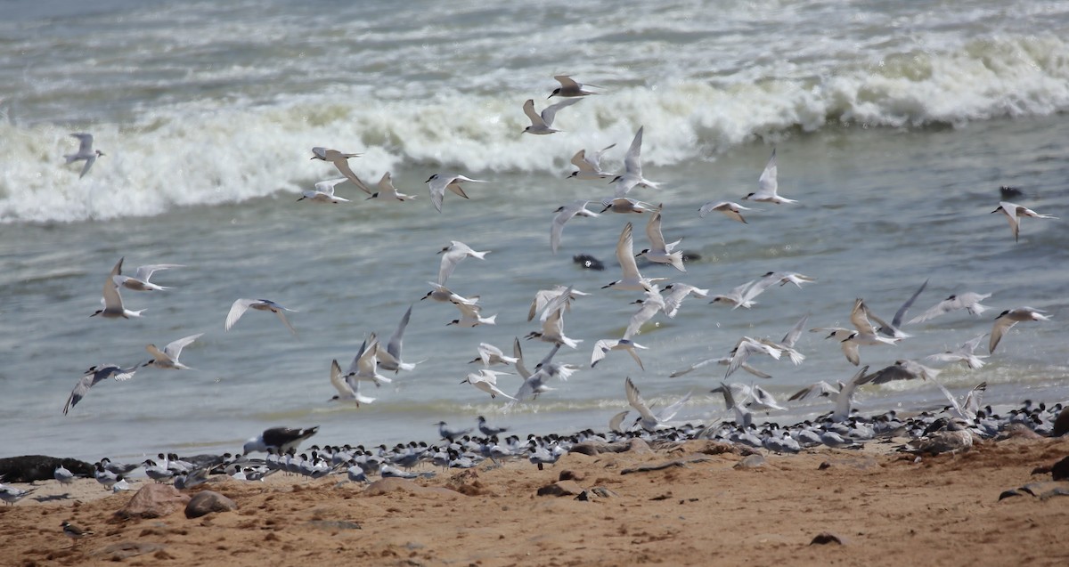 Damara Tern - Yannick FRANCOIS