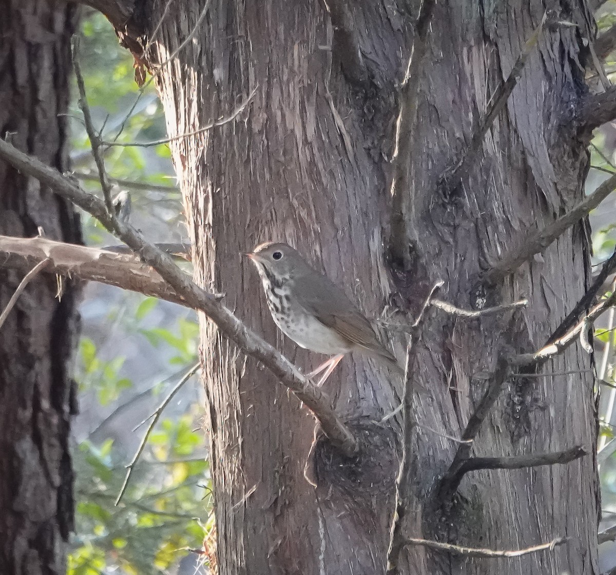 Hermit Thrush - ML616823446