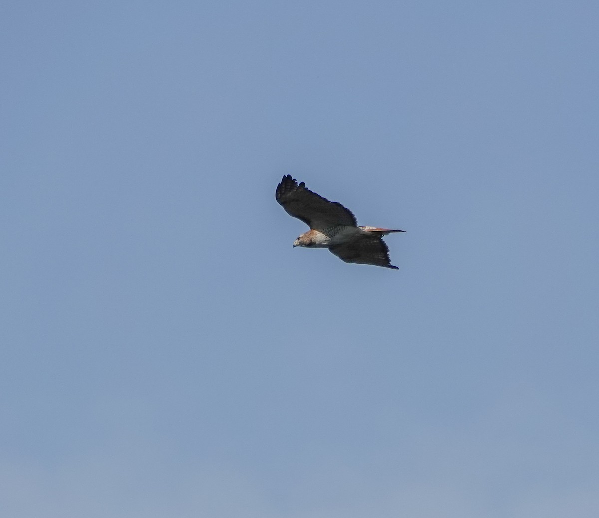 Red-tailed Hawk - ML616823500