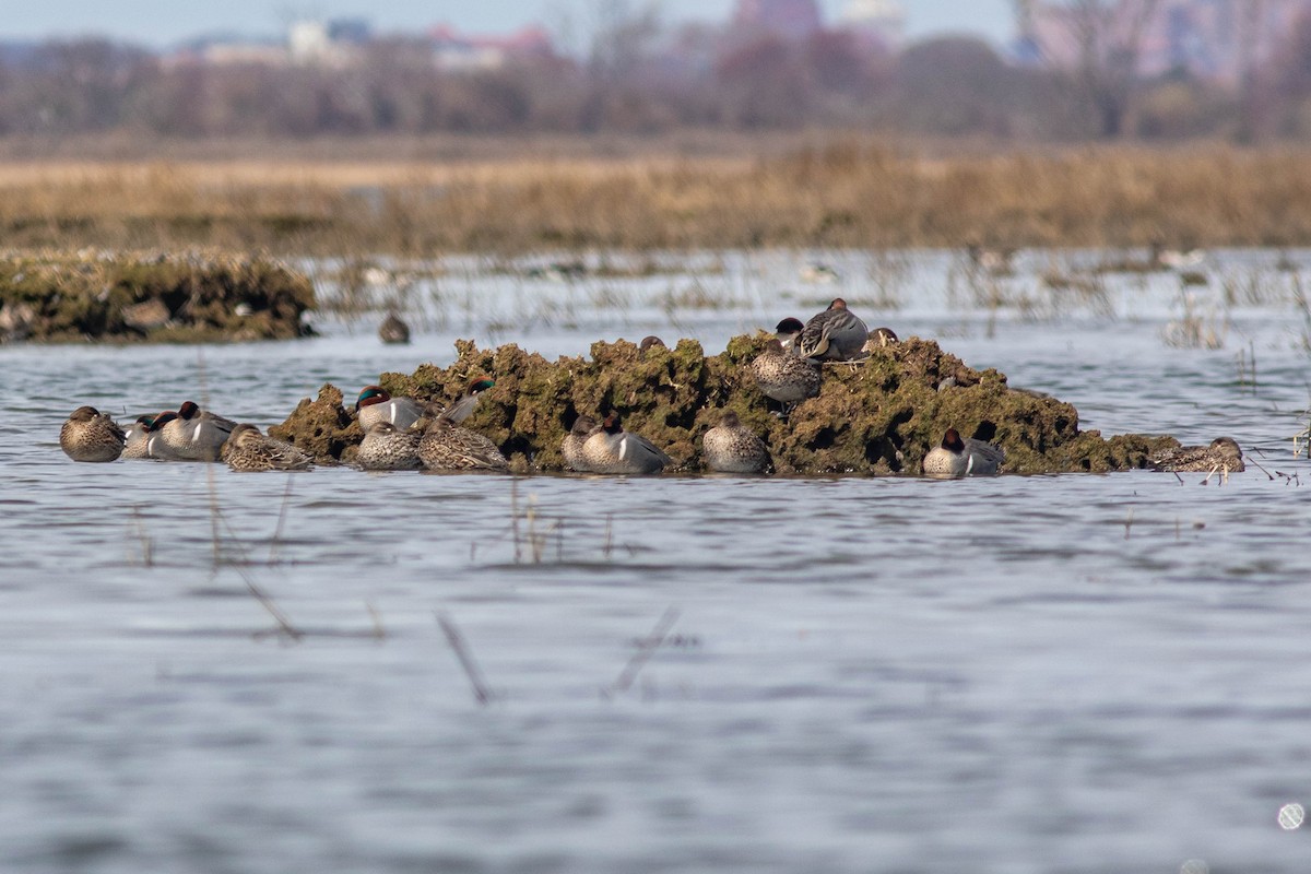 Green-winged Teal - ML616823535