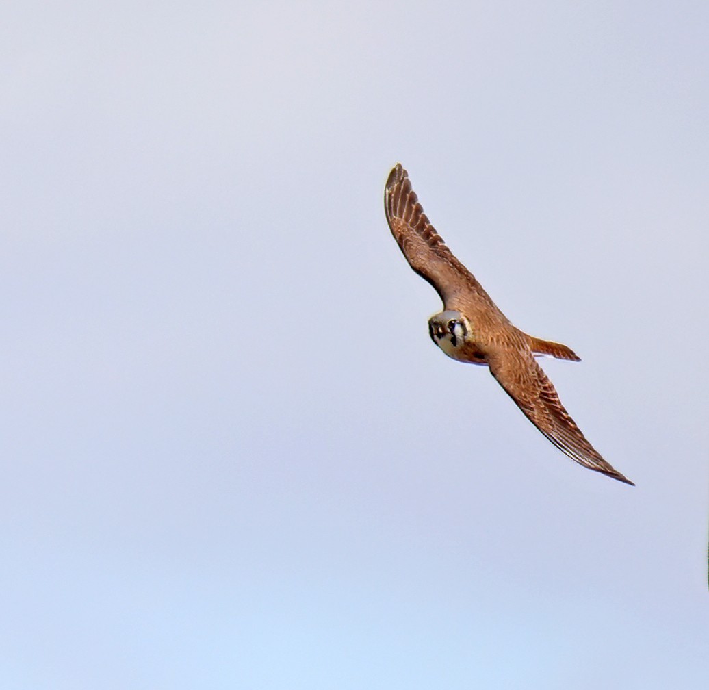 American Kestrel - ML616823569