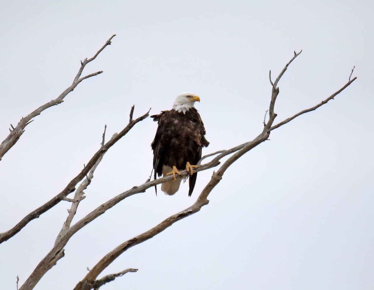 Bald Eagle - ML616823571