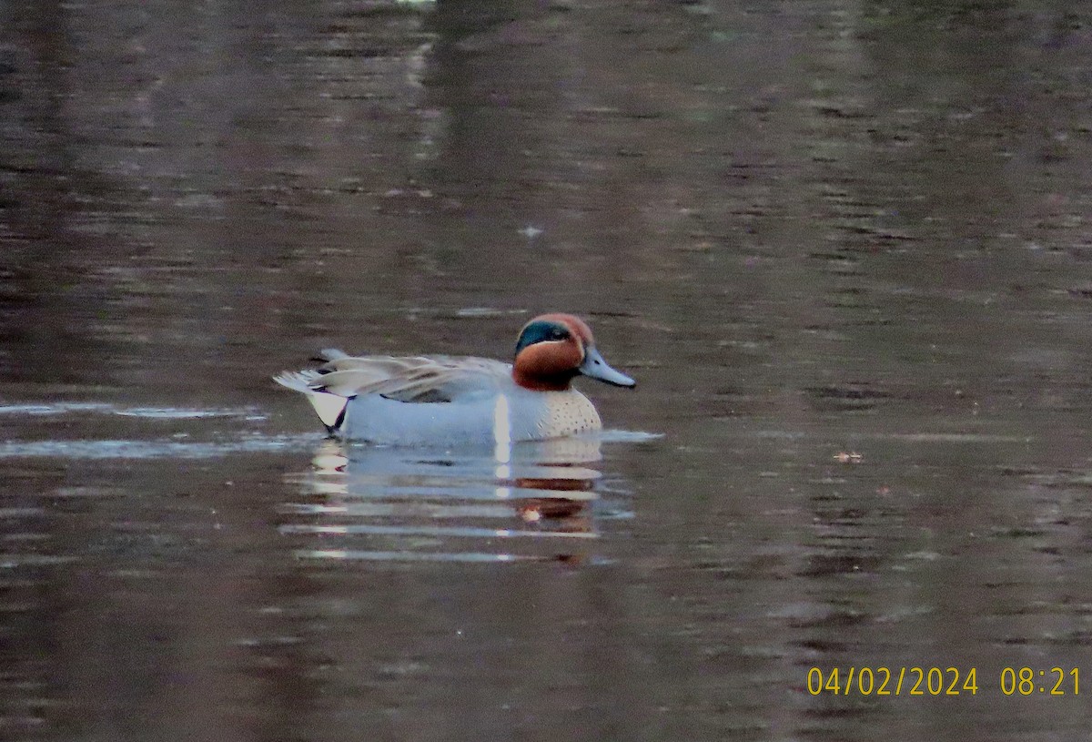 Green-winged Teal - ML616823587