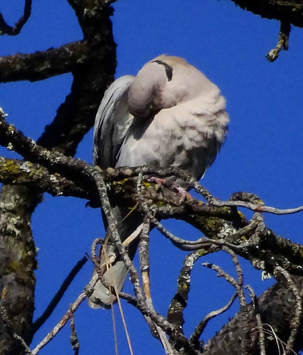 Eurasian Collared-Dove - ML616823605