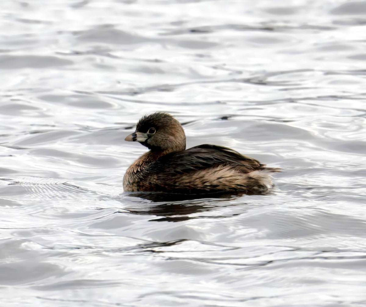 Pied-billed Grebe - ML616823638