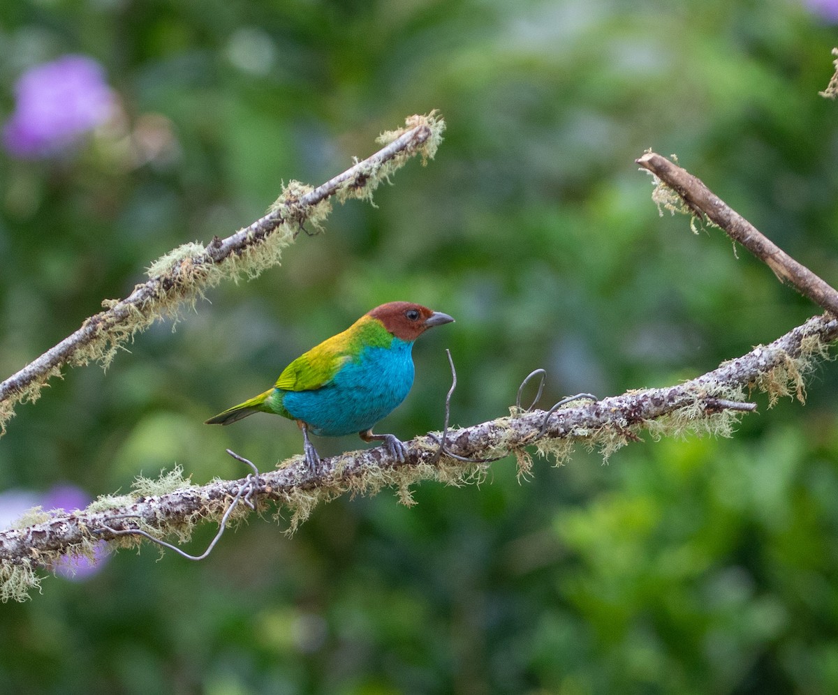 Bay-headed Tanager - ML616823652