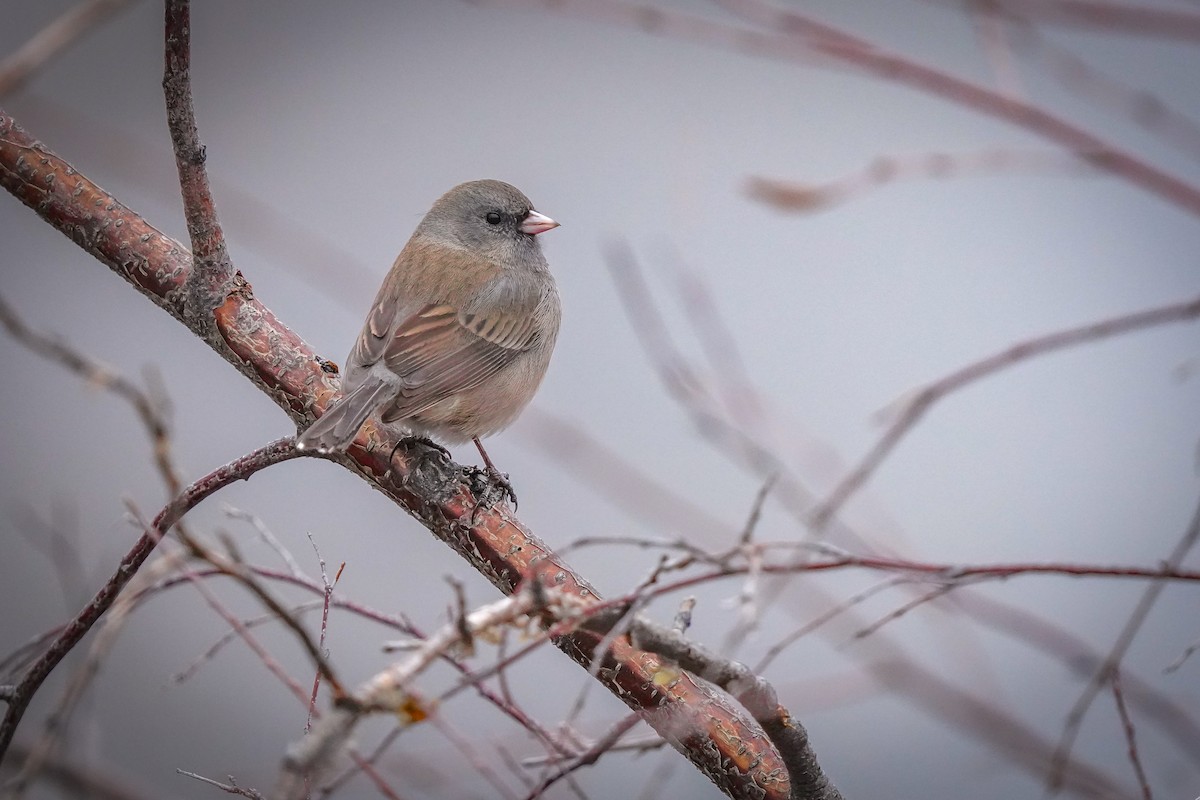 Dark-eyed Junco - ML616823654