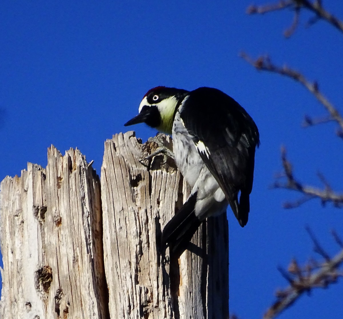 Acorn Woodpecker - ML616823663