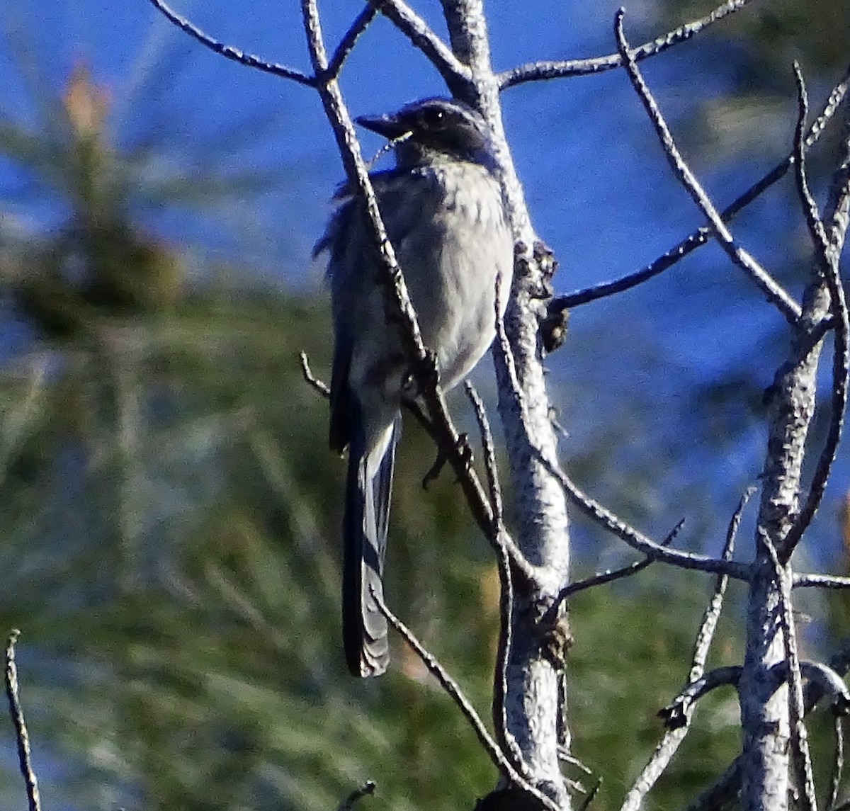 California Scrub-Jay - ML616823696