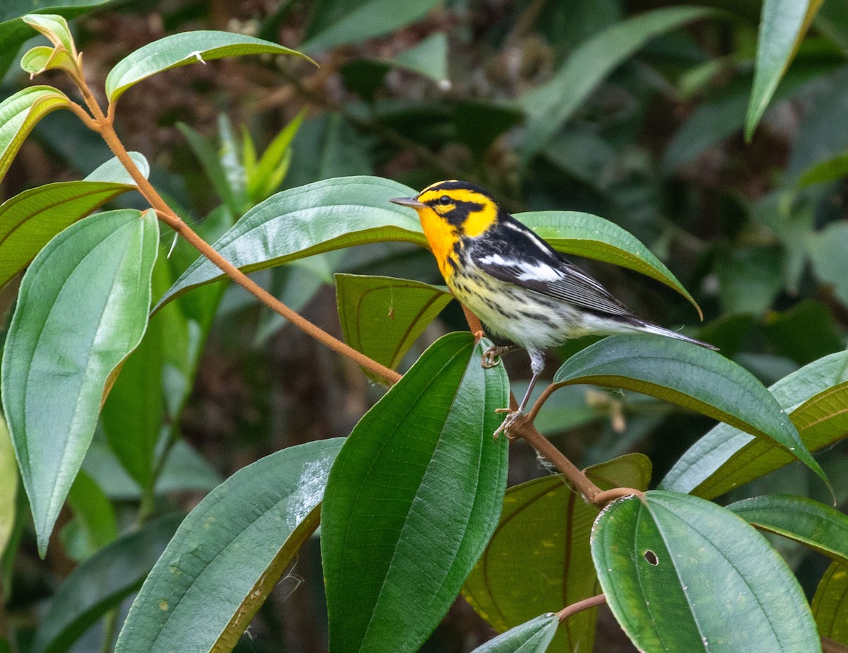 Blackburnian Warbler - ML616823715