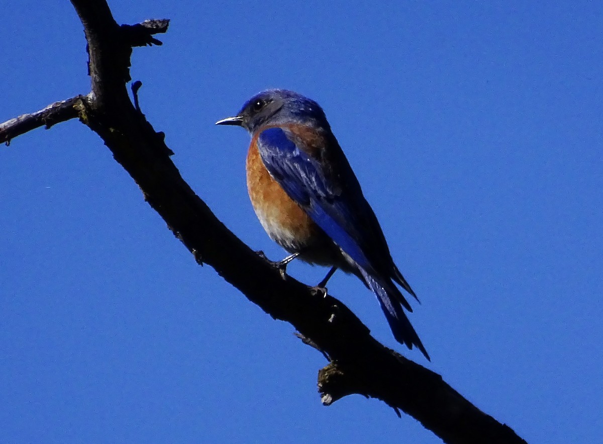 Western Bluebird - ML616823731