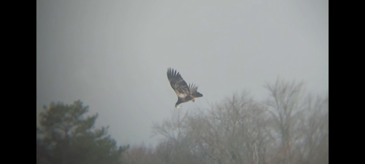 Bald Eagle - ML616823824