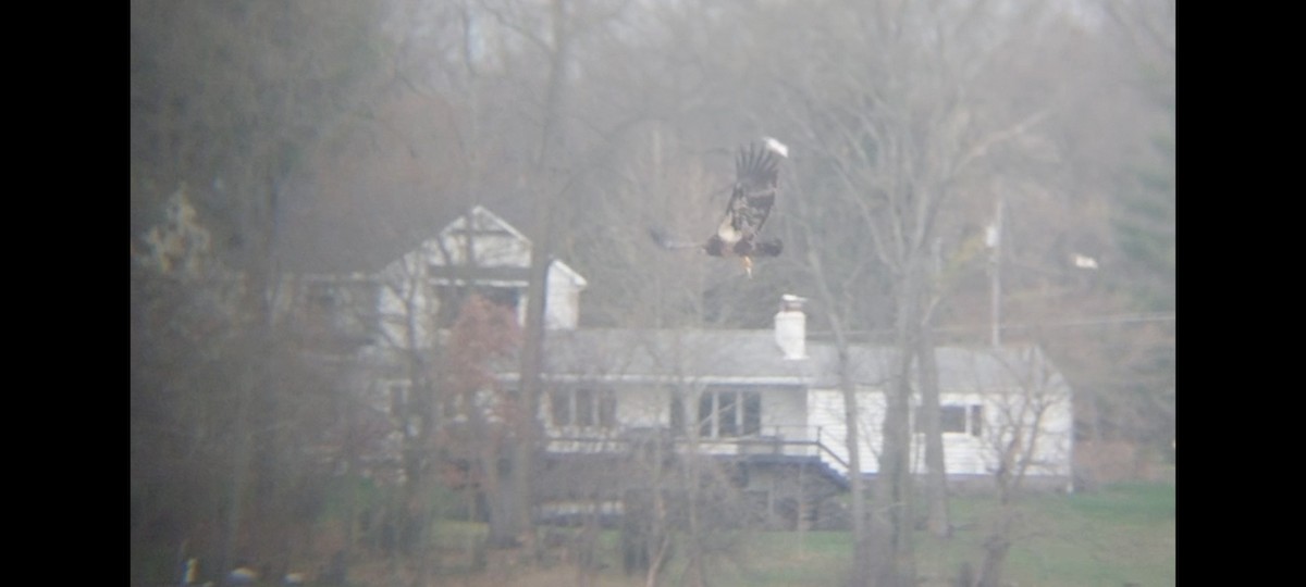 Bald Eagle - Emerson Lisboa