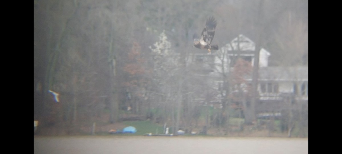 Bald Eagle - Emerson Lisboa