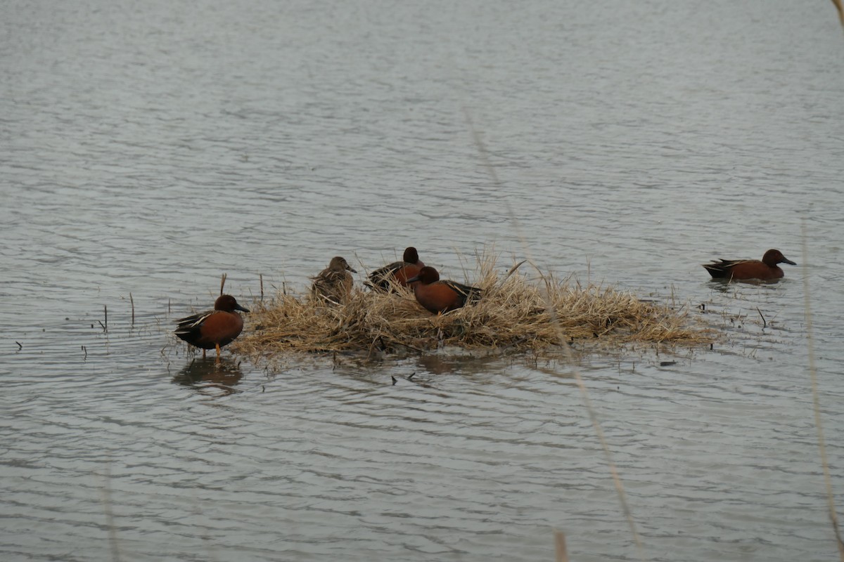 Cinnamon Teal - ML616823844