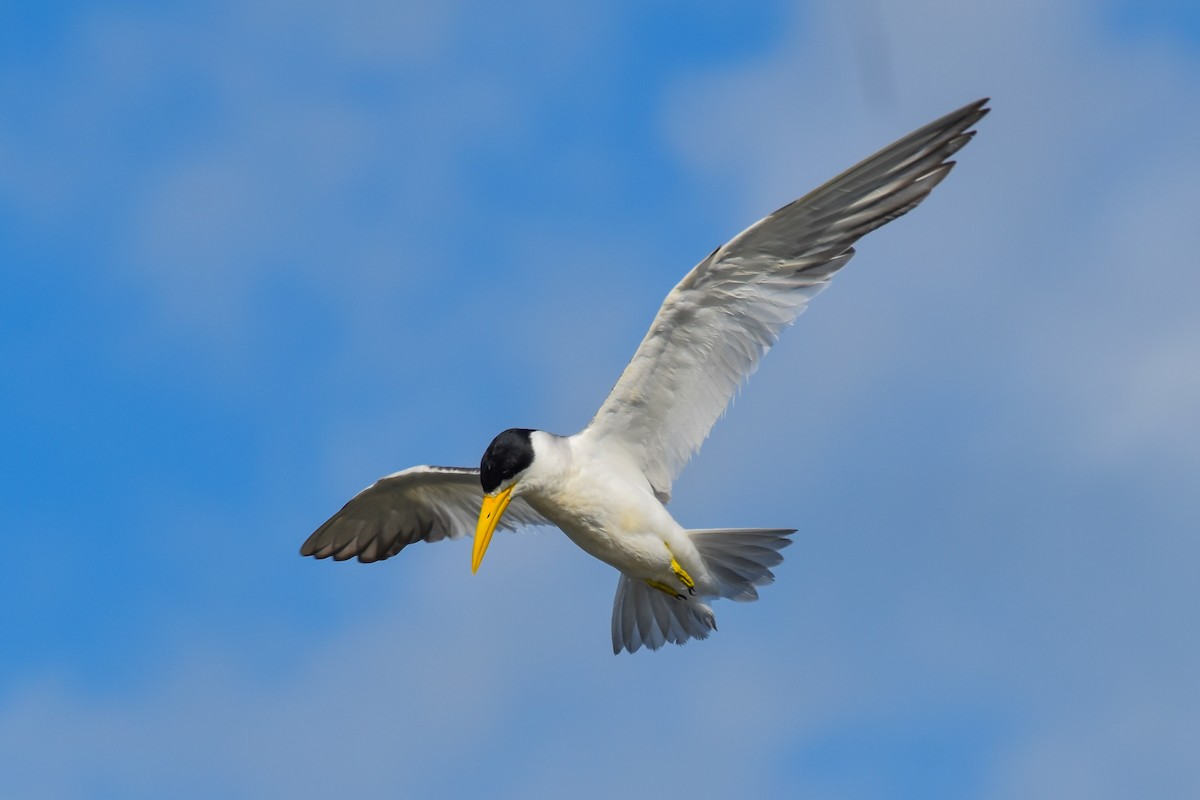 Large-billed Tern - ML616823861