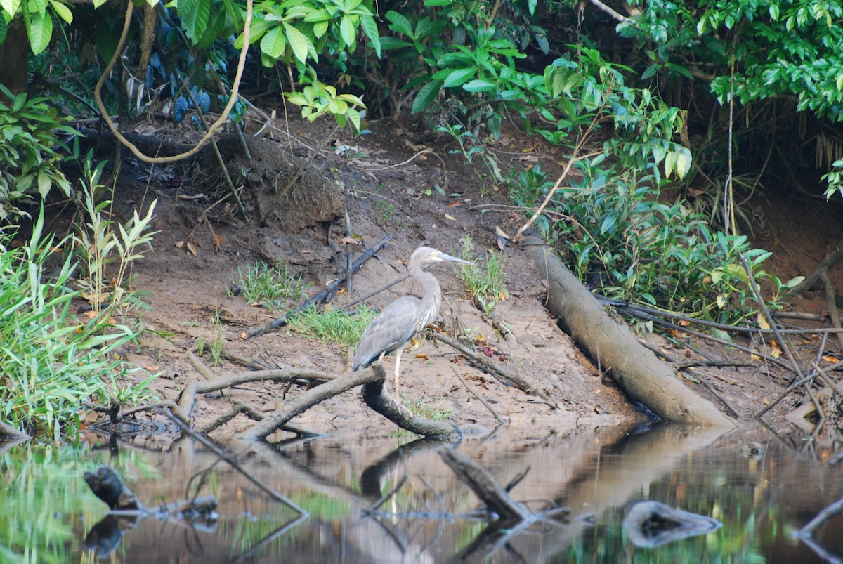 Great-billed Heron - ML616823943