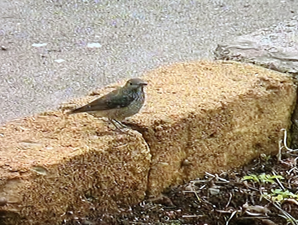 Rufous-tailed Rock-Thrush - ML616823958