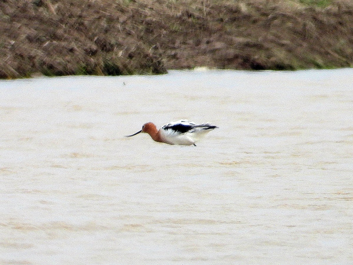 American Avocet - ML616823961