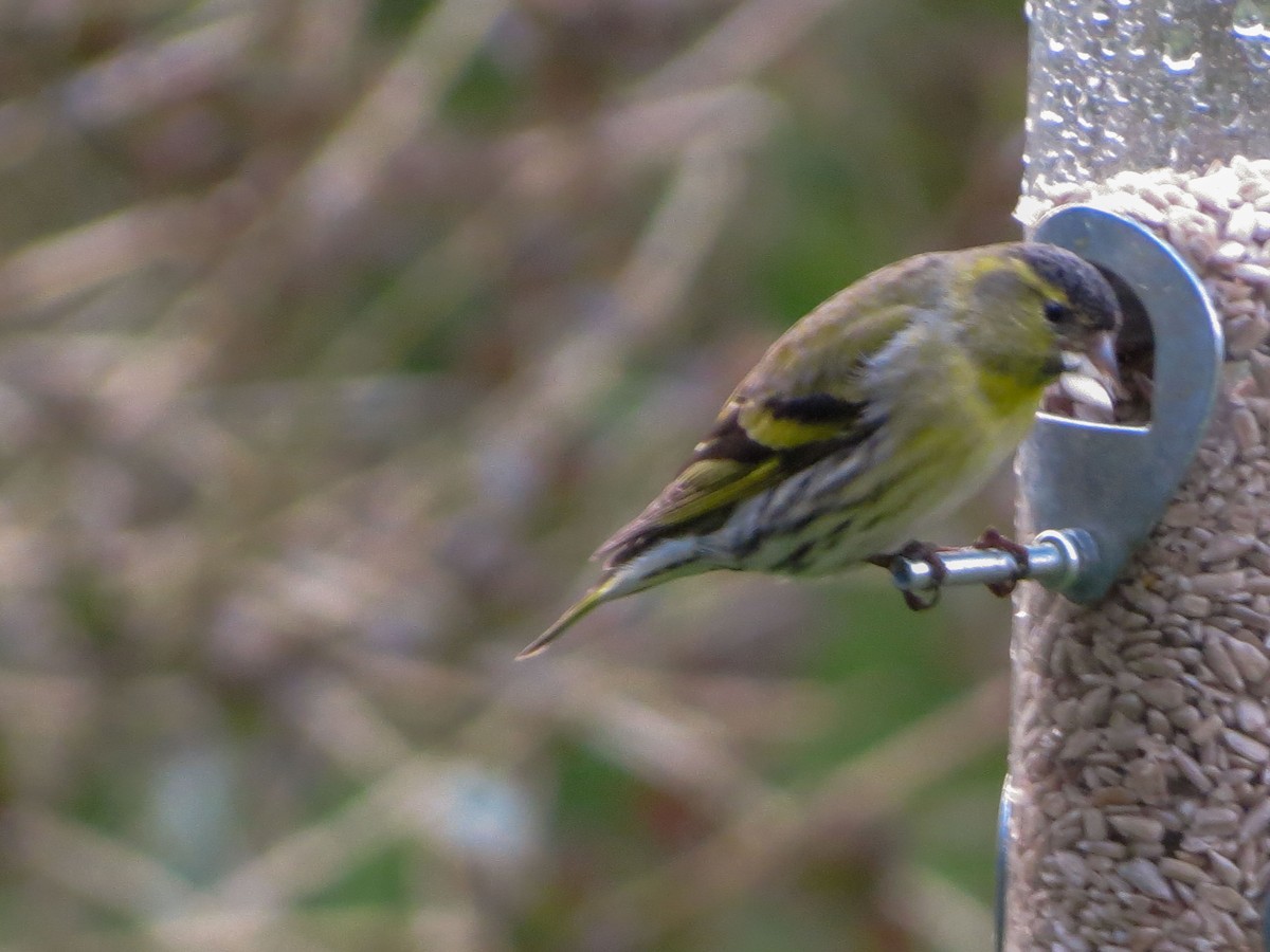 Eurasian Siskin - ML616823965