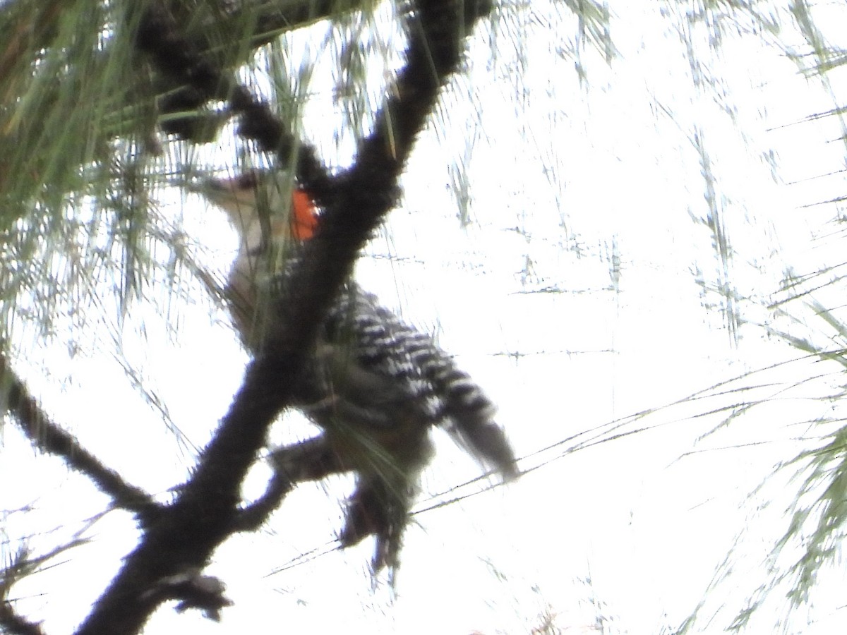Red-bellied Woodpecker - ML616824007
