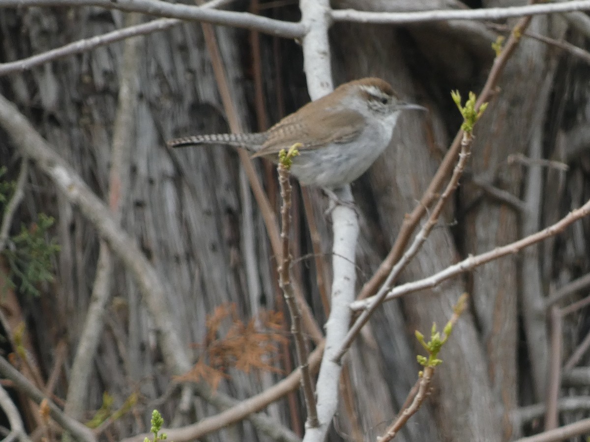 Bewick's Wren - ML616824014