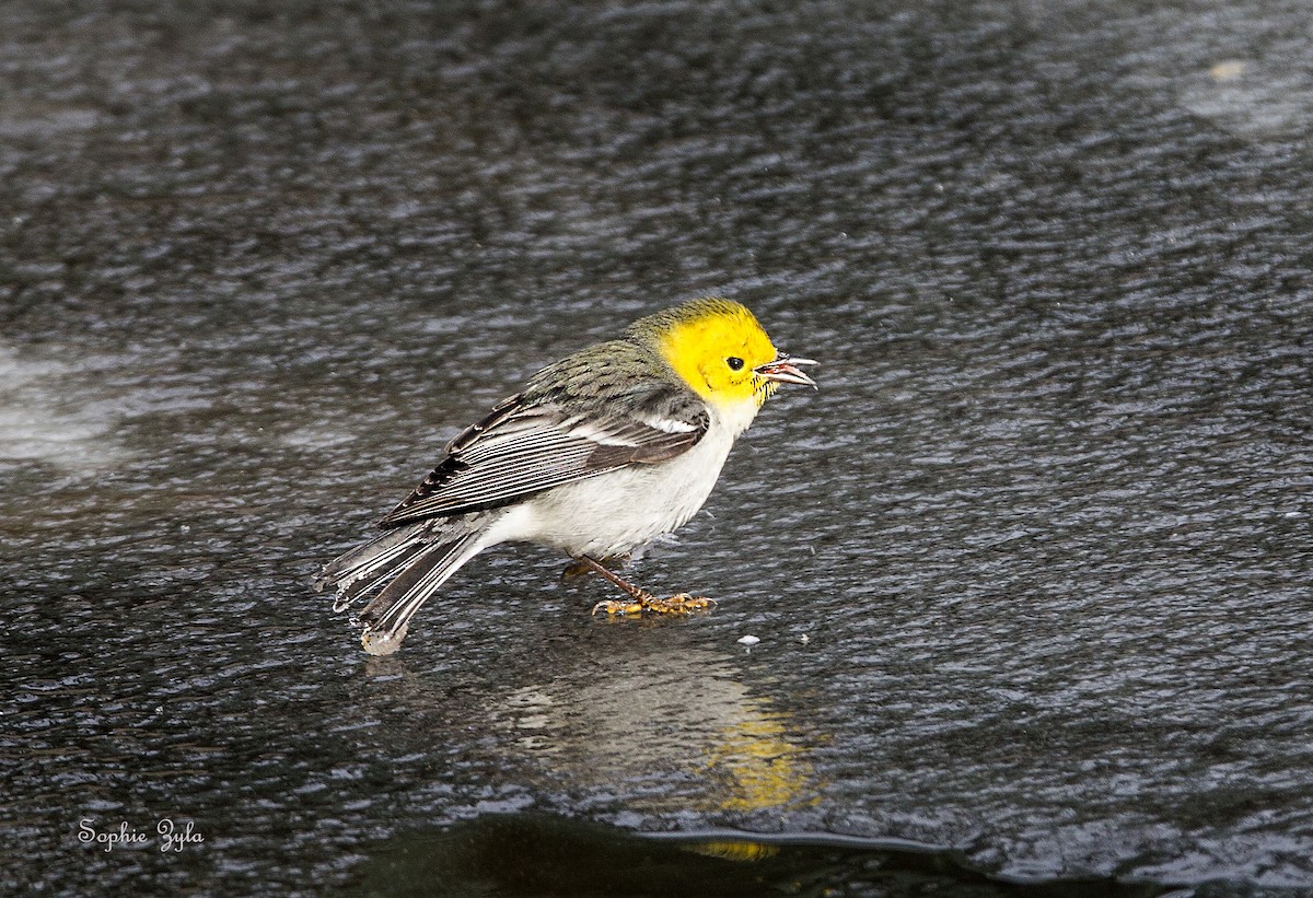 Hermit Warbler - ML616824015