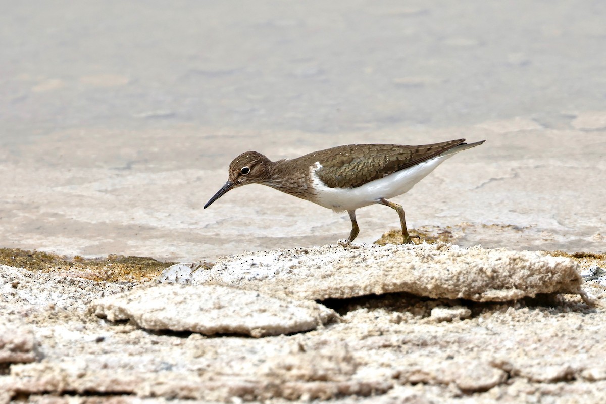 Common Sandpiper - ML616824022