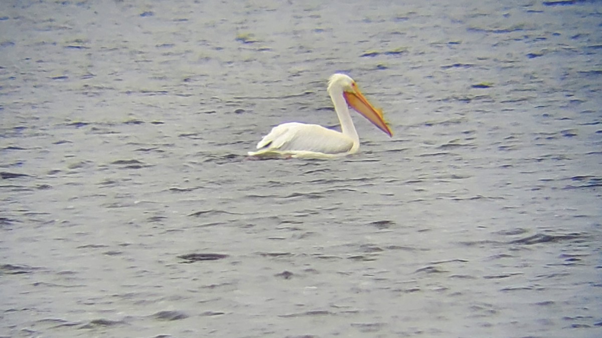 American White Pelican - ML616824068