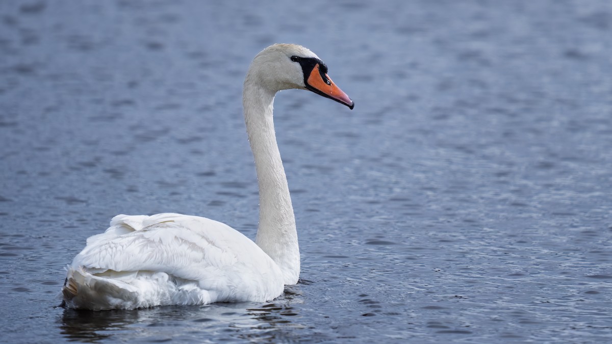 Cisne Vulgar - ML616824105