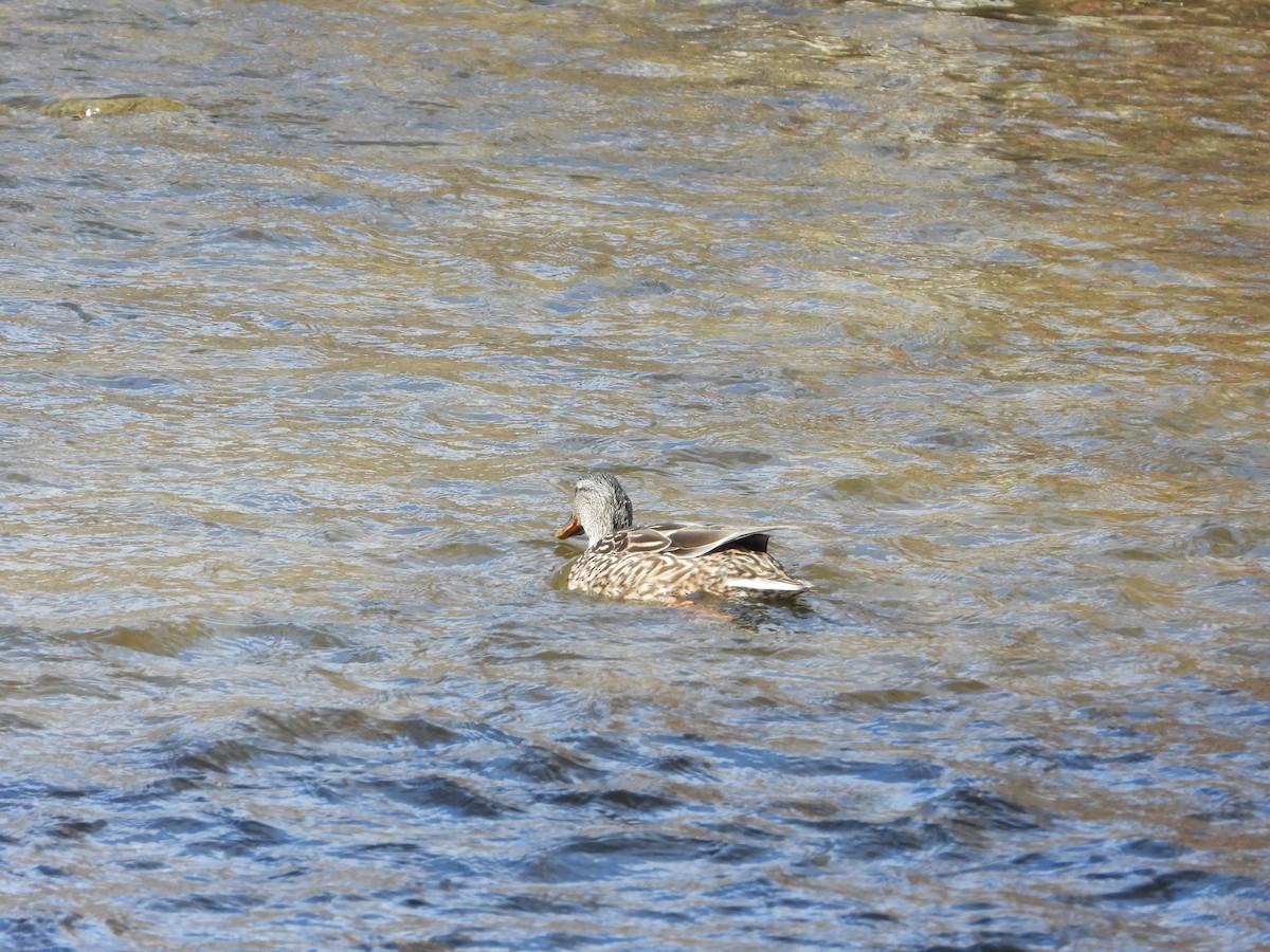 Mallard - Serge Benoit