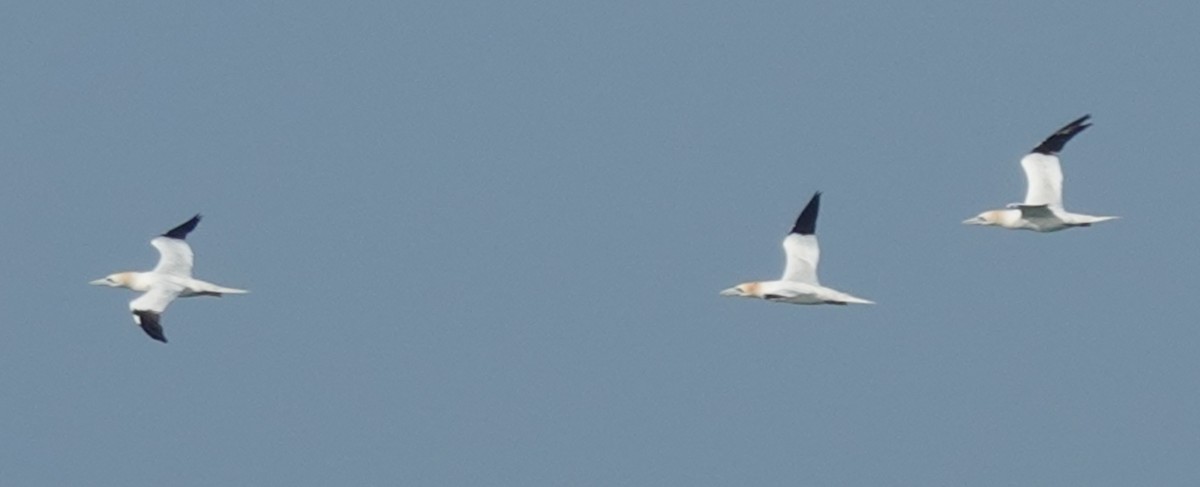 Northern Gannet - ML616824190