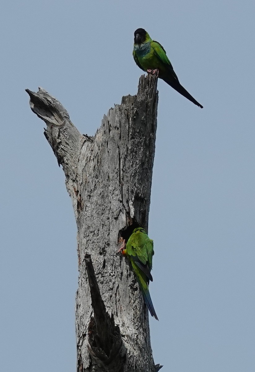 Nanday Parakeet - ML616824219