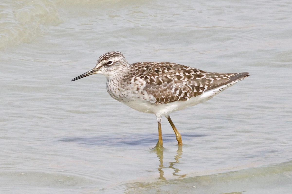 Wood Sandpiper - ML616824224