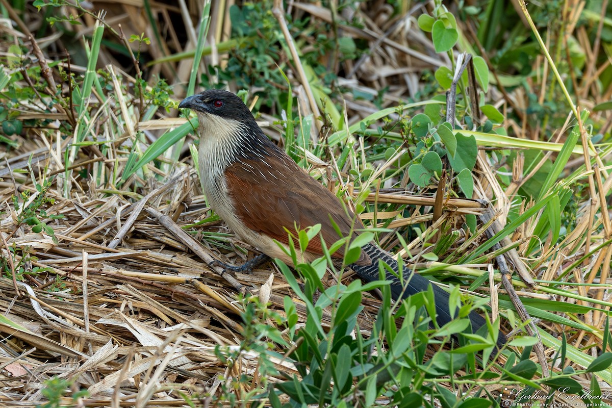 Coucal à sourcils blancs (burchellii/fasciipygialis) - ML616824233