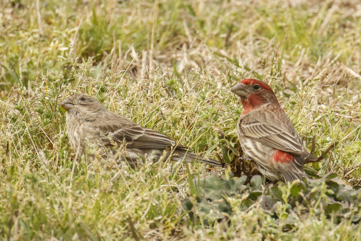 House Finch - ML616824258