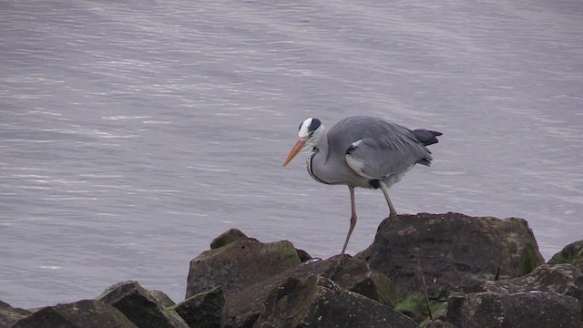 Gray Heron - ML616824259