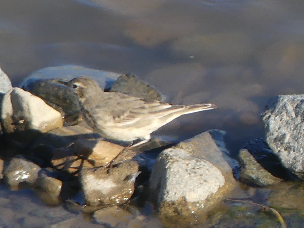 American Pipit - ML616824261