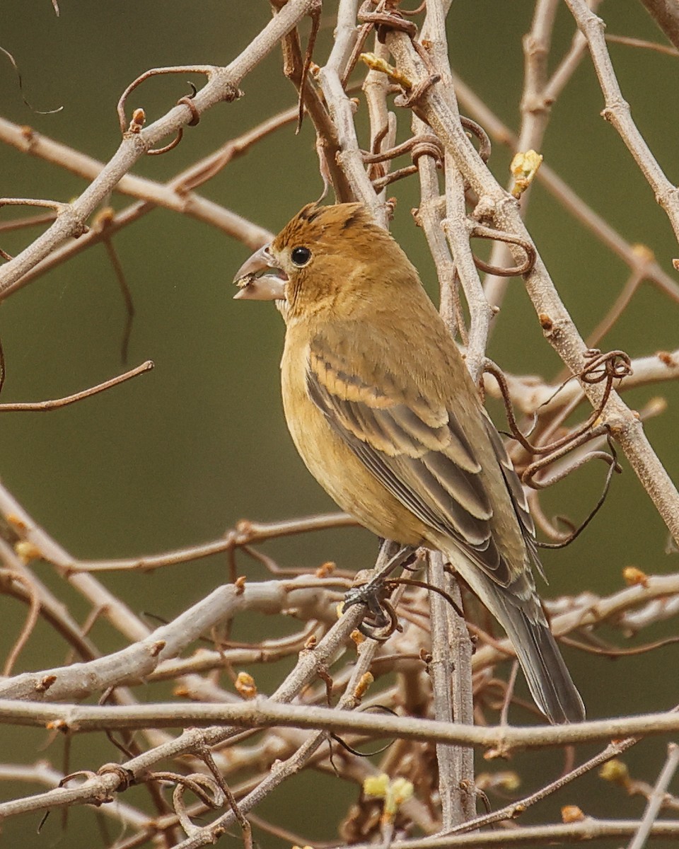 Blue Grosbeak - ML616824291