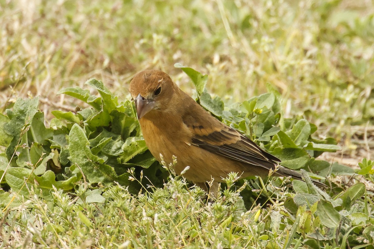 Blue Grosbeak - ML616824292