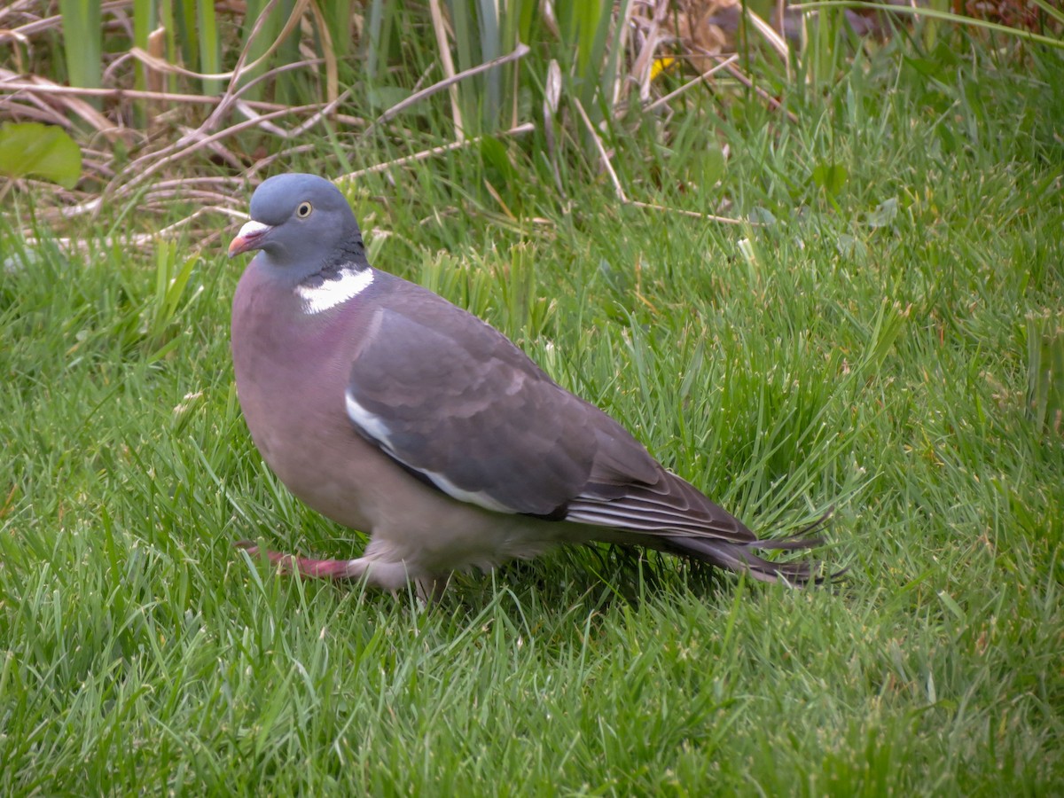 Common Wood-Pigeon - ML616824301